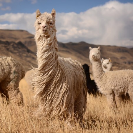 Inti Knitwear - Alpakas in Peru
